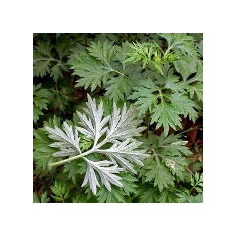 Médicinales chinoises graines herbe d'absinthe, Famille Artemisia annua Graines 200pcs (1/5)