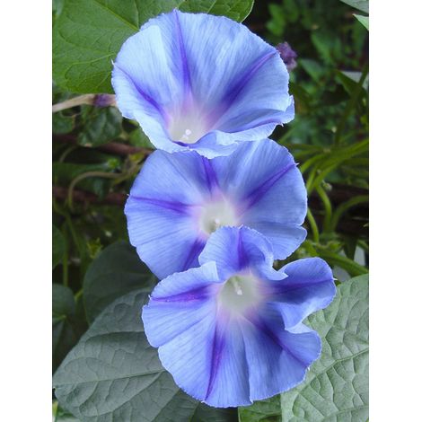 Volubilis 'Light Blue Star' le sachet de 30 graines (1g) (1/2)