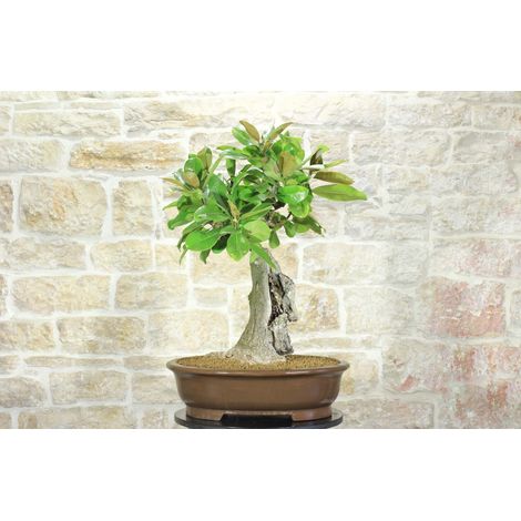 Bonsai di Magnolia Grandiflora (4) (1/5)
