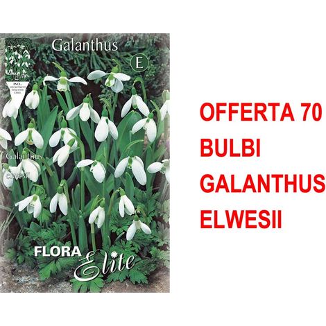 BULBI AUTUNNALI OFFERTA 70 BULBI GALANTHUS ELWESII BULBS BULBES