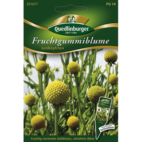 Quedlinburger Saatgut – Cephalophora aromatica « Goldköpfchen » – Graines de fleurs, parfum de bonbons gélifiés, 30-45 cm