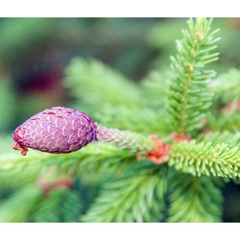 Semillas de Abeto del Colorado. Abies Concolor. Aroma Lim�n. 10 Gr.