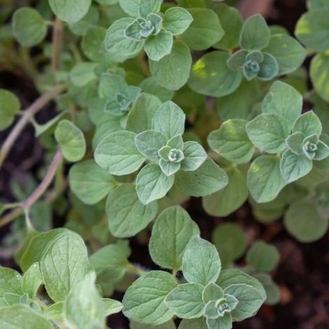 Origan commun (Origanum vulgare)