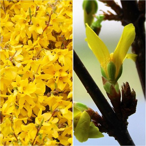 Planta de Campanillas Doradas. Forsythia. Altura 40 - 50 Cm