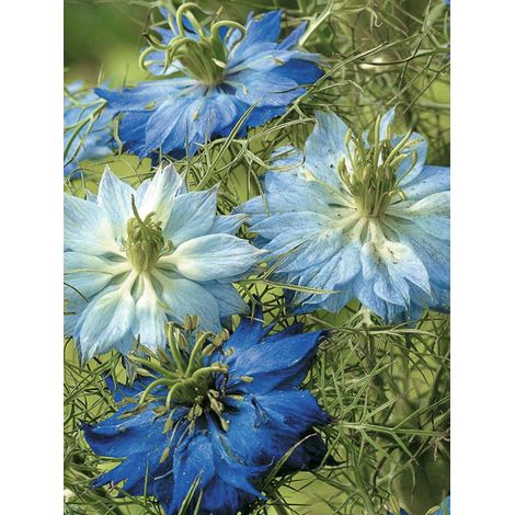 Nigelle 'Moody Blues' le sachet de 500 graines (1,5g)