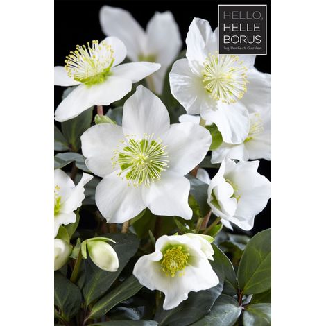 HELLEBORUS CHRISTMAS CAROL XL ROSA DI NATALE VASO 12CM