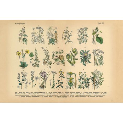 Papier peint panoramique jardin d'hiver | Tapisserie panoramique florale pour cuisine | Papiers peints panoramiques vintages plantes - 270 x 400 cm (4 pièces) (1/2)