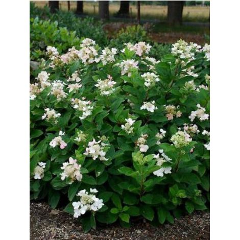 Hortensia paniculé 'Dart's Little Dot'® Pot de 3L/4L (1/2)