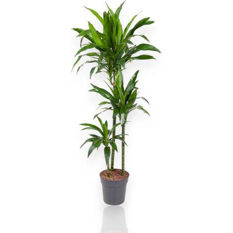 Gardenaria Dracaena fragrans 'Janet craig' - Pianta da interno ornamentale - Altezza: 100 cm (vaso 24)
