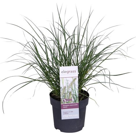Pennisetum alopecuroides 'Hameln' Herbe aux écouvillons graminée ornementale compacte pot 19 cm hauteur 40 cm feuillage doré - PANGIVO (1/4)