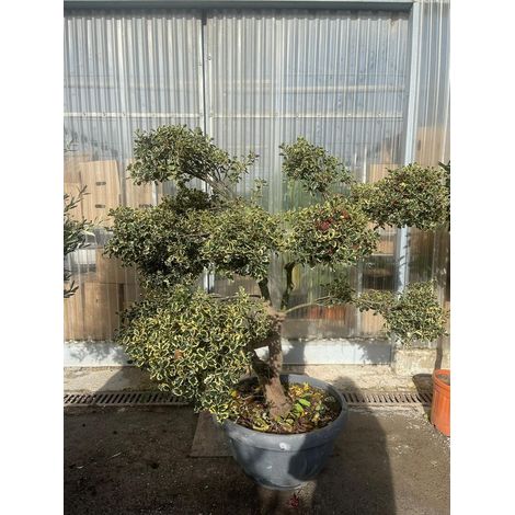 PIANTA DI AGRIFOGLIO ILEX VARIEGATO PON PON IN CIOTOLA  (foto reali) H. 150/160