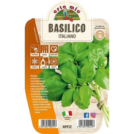 BASILICO ITALIANO CLASSICO VASO 14CM (1/2)