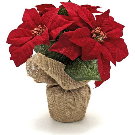 VASO POINSETTIA CON SACCO