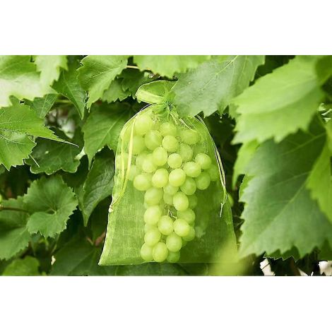 Filiyano-100 sacs de protection pour grappes de raisin, dimensions : 30 x 20 cm, couleur : vert, avec ficelle, protection totale contre les guêpes et (1/4)