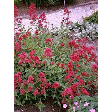 Valériane rouge 'Coccineus' Racines nues