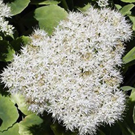 4 x Orpin remarquable  - Sedum spectabile 'Iceberg'  - godet 9x9