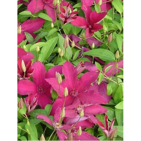 Clématite 'Rüütel' Pot de 2L/3L (1/2)