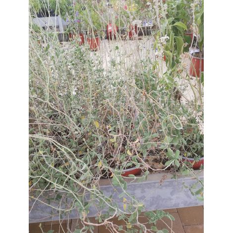 Salvia Cham Isochroma v16