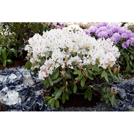 Rhododendron-Hybride 'Madame Masson' Rhododendron Hybr.'Madame Masson' C 7,5 40- 50 (1/2)