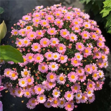 2000 Small Pink Daisies Seeds – Abundant Bloom – Suitable for Garden, Balcony, and Pots – Outdoor Garden Decoration (1/5)