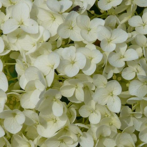 Hortensia Soeur Thérèse, Hydrangea macrophylla/Pot de 5L - Touffe (1/5)