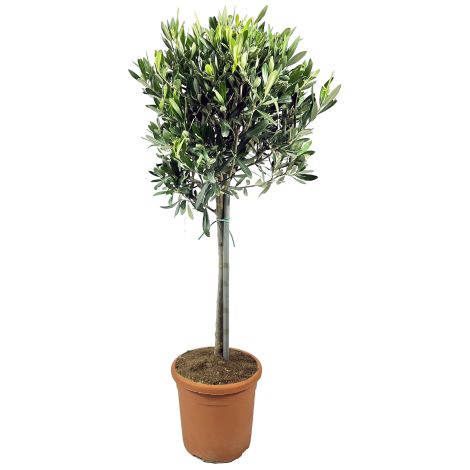 Ulivo Olivo "Olea europea" pianta ad alberello in vaso ø20 cm FOTO REALI (1/3)
