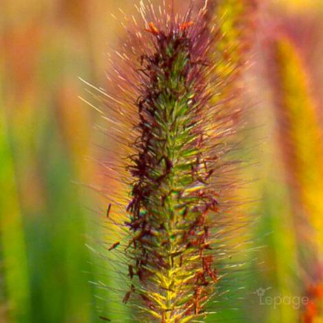 3 Herbes aux Écouvillons (Pennisetum Alopecuroides)