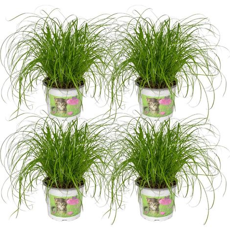 Cyperus Alternifolius Herbe à Chat Plante d’intérieur lumineuse Lot de 4 Pot 12 cm Hauteur 20 cm - PANGIVO (1/5)
