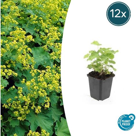 Lot de 12 Alchemilla mollis - Manteau de Dame - Plante Vivace Couvre-sol - 10-25 cm - Pot Ø 9 cm - PANGIVO (1/5)