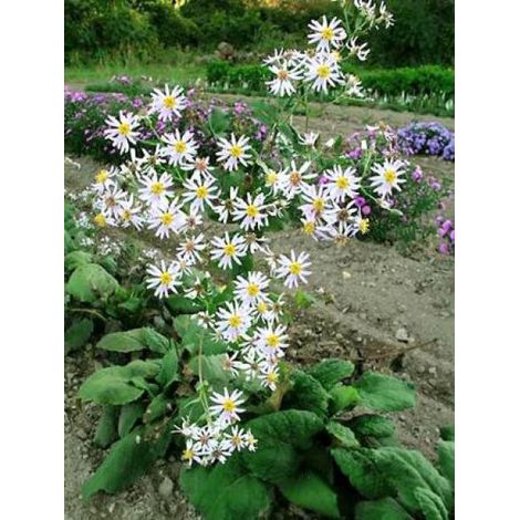 Aster à grandes feuilles Godet de 8/9 cm
