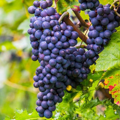 Vigne 'Chasselas roi des Précoces' (Vitis vinifera 'Chasselas roi des Précoces')