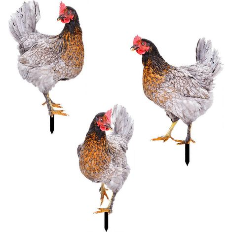 Voici une proposition de titre en français, optimisée pour le SEO et respectant la limite de 190 caractères :

Piquet décoratif coq pour jardin, ornement extérieur poule en métal, décoration animalièr