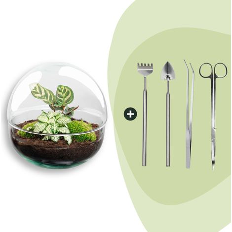 Kit Terrarium de Plantes DIY Écosystème Autonome Verre Sphérique Ø 20 cm avec Outils - PANGIVO (1/3)