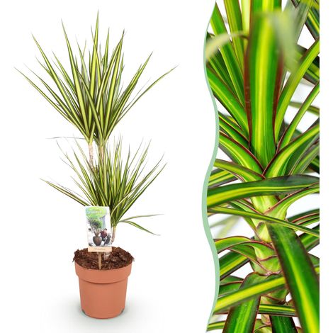 Dracaena Sunray Plante d'Intérieur Arbre à Dragon Vert et Jaune Pot Ø 17 cm Hauteur 70-75 cm - PANGIVO (1/5)