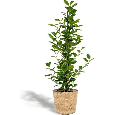 Ficus Microcarpa Moclame Plante d’intérieur verte feuillage ovale pot 21 cm H95 cm + Mand - PANGIVO (1/5)