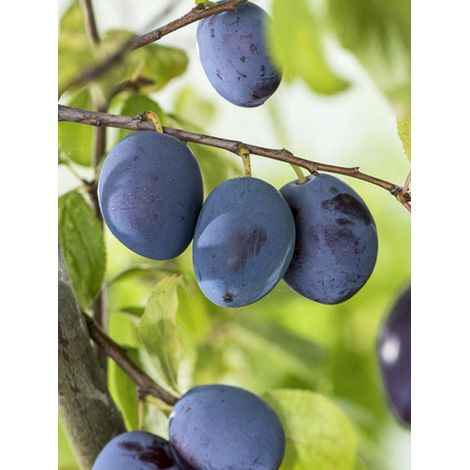 Prunier nain 'Hanna' Pot de 7,5L/10L, Tige de 30 cm