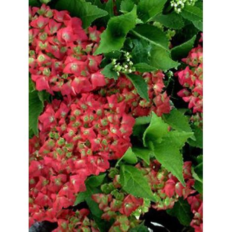 Hortensia 'Green Shadow'® Pot de 2L/3L (1/3)