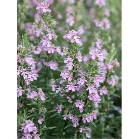 Romarin officinal 'Majorca Pink' Godet de 8/9 cm (1/2)