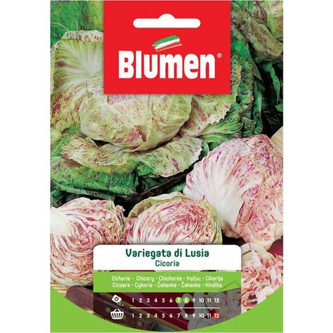 SEMI CICORIA VARIEGATA DI LUSIA BLUMEN