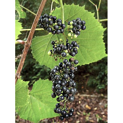 Raisin givré, Raisin renard Pot de 3L/4L