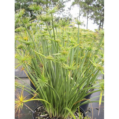 Souchet 'Cleopatra ' Pot de 3L/4L