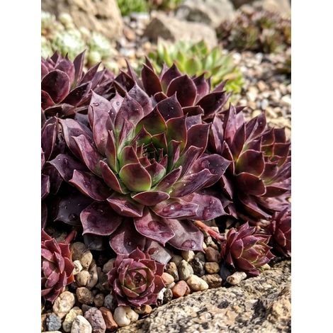 Joubarbe 'Dark Beauty' Godet de 8/9 cm (1/2)