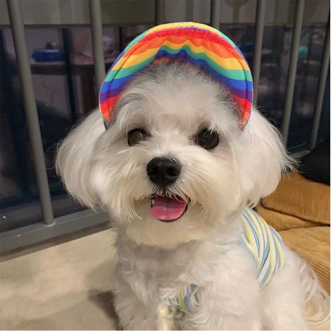 Casquette chien taille M, chapeau baseball animal, casquette réglable en toile pour chien, protection solaire été, sport extérieur voyage, bonnet ajustable (1/5)