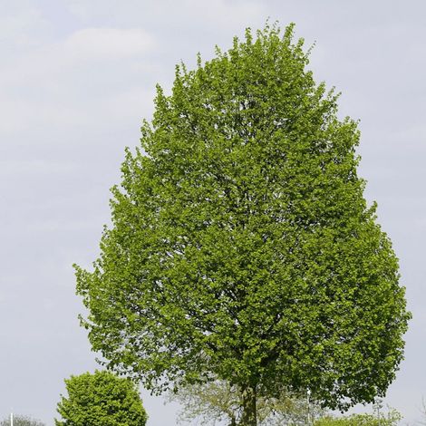 Tilleul à petites feuilles – Arbre ornemental 7,5L – Feuilles cordiformes vert foncé – Floraison jaune crème en juin-juillet