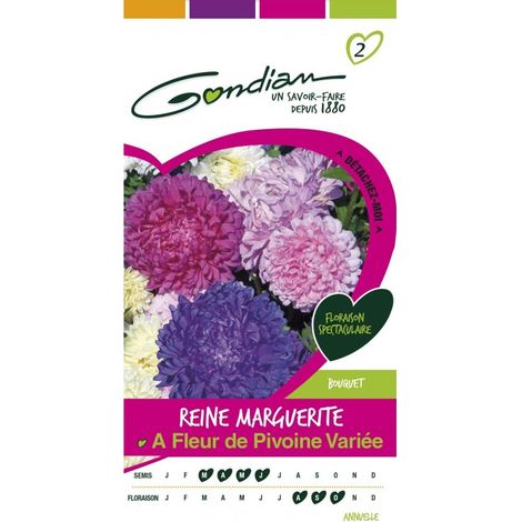 Gondian - Reine Marguerite à fleur de pivoine