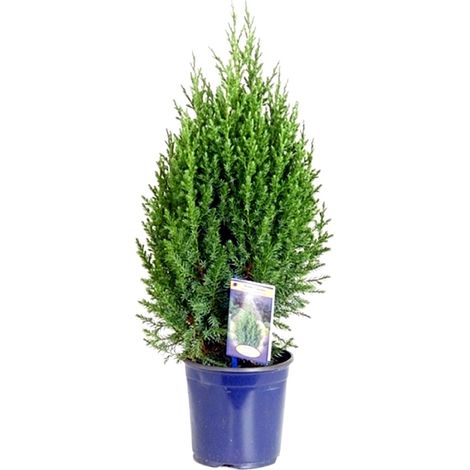 Planta Natural de Juniperus Stricta en Maceta M17