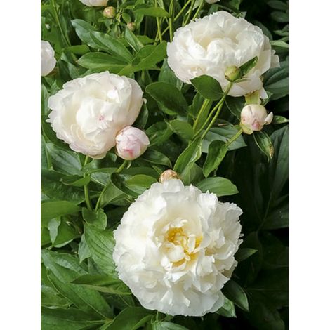 Pivoine de Chine 'Gardenia' Souche 3/5 yeux (1/2)