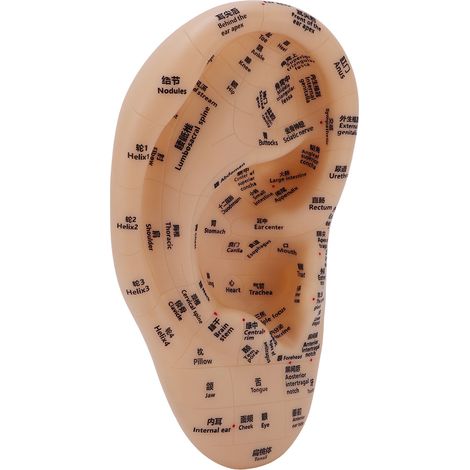 Modèle de point d'acupuncture auriculaire, modèle de massage de la zone auriculaire, matériel de laboratoire pour l'apprentissage des points de pression d'acupuncture, 30 x 17 cm (1/5)