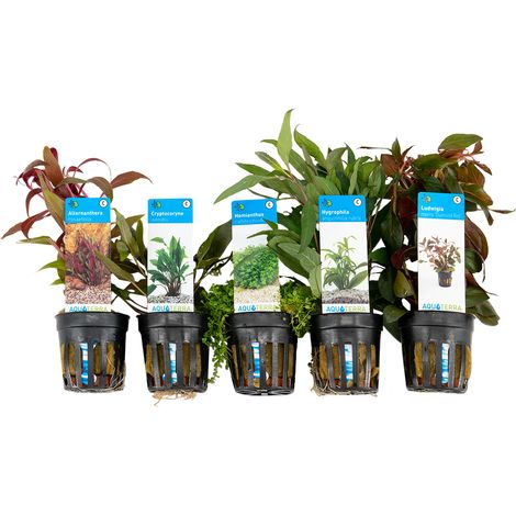 Bloomique - Set de 5 - Plantes d'aquarium véritables - Plantes aquatiques - Purifiantes - Oxygène - Ludwigia, Amie de l'eau, Hemianthus, Alternanthera, Cryptocoryne - Hauteur 15-20 cm (1/3)