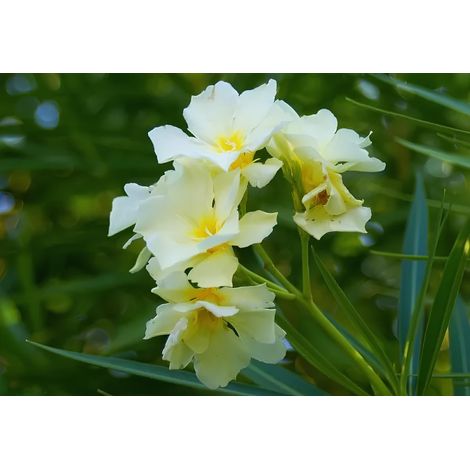 Oleandro "Nerium Oleander" pianta in vaso ø9 cm - Giallo Tenue